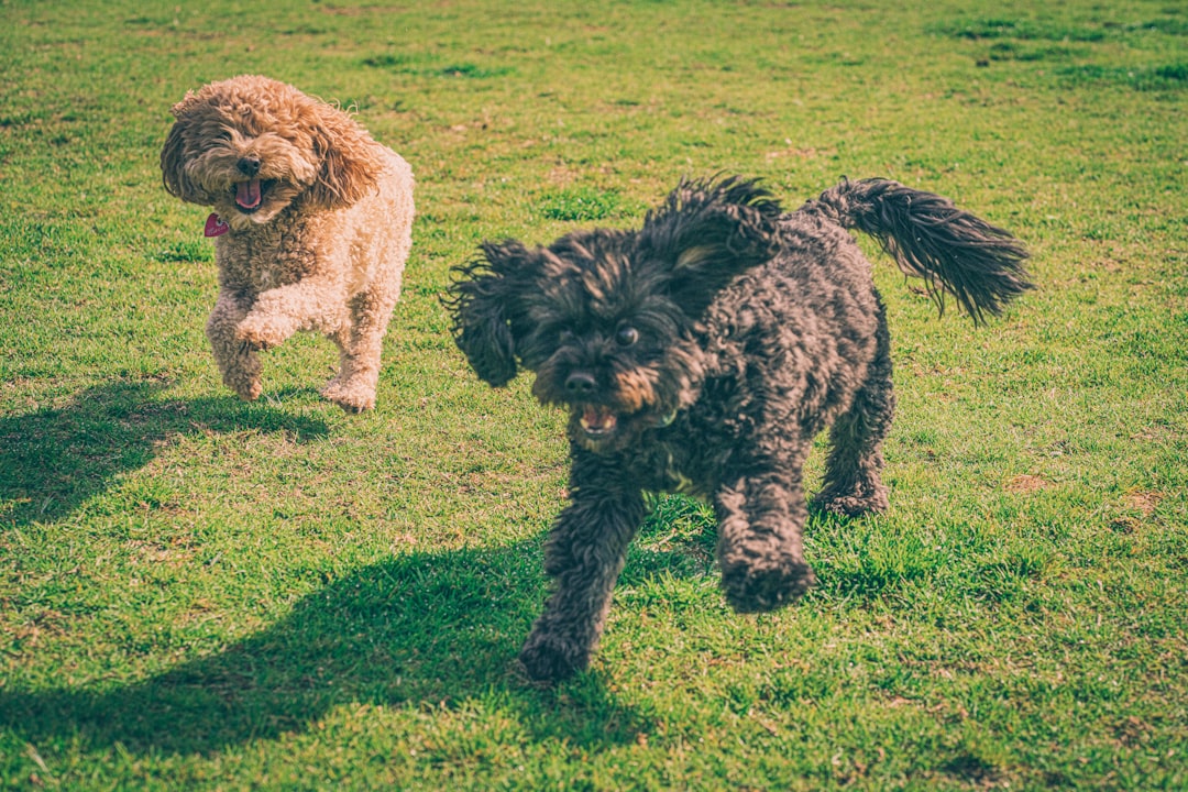 Best Dog Parks in Tampa Bay — By County, With Honest Reviews