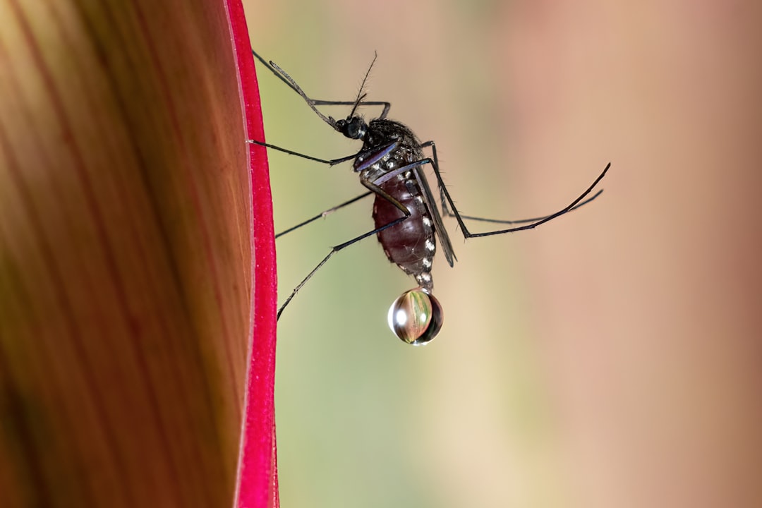 Best Mosquito Control Products for Florida Yards