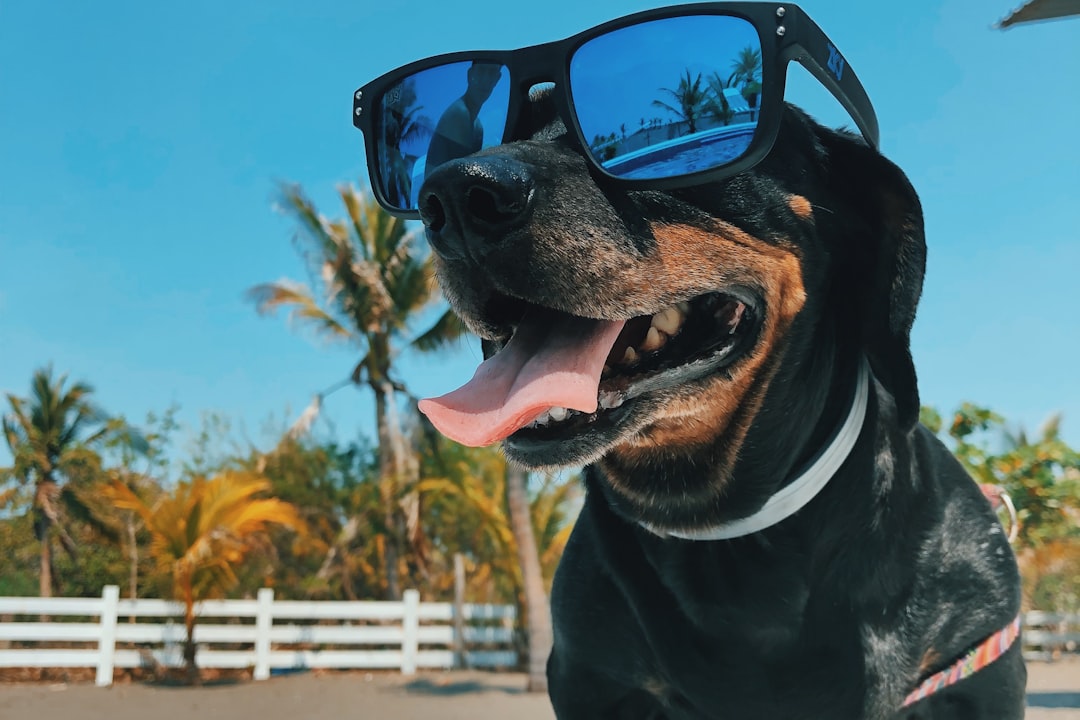 Best Pet Products for Florida — Heat, Bugs, and Wildlife Safety